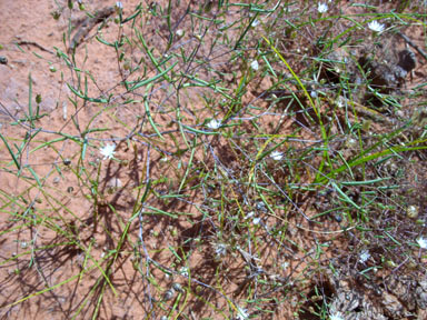 APII jpeg image of Podolepis capillaris  © contact APII