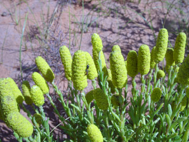 APII jpeg image of Angianthus cyathifer  © contact APII