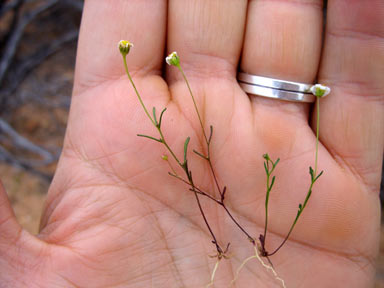 APII jpeg image of Brachyscome iberidifolia  © contact APII