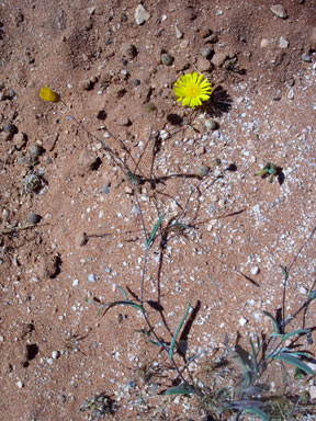 APII jpeg image of Podolepis aristata subsp. aristata  © contact APII