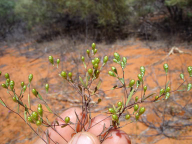 APII jpeg image of Gnephosis tenuissima  © contact APII