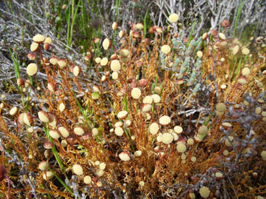 APII jpeg image of Cotula bipinnata  © contact APII
