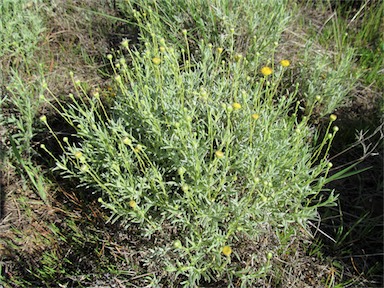 APII jpeg image of Leiocarpa panaetioides  © contact APII