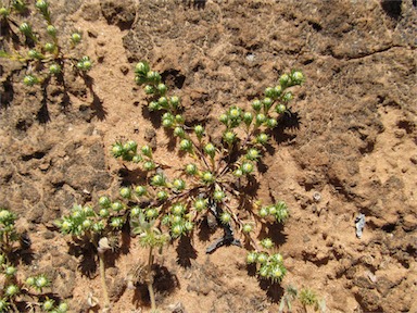 APII jpeg image of Pogonolepis stricta  © contact APII