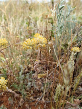 APII jpeg image of Rhodanthe moschata  © contact APII