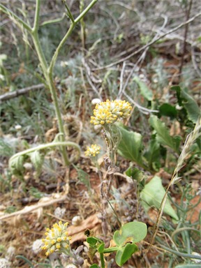 APII jpeg image of Rhodanthe moschata  © contact APII