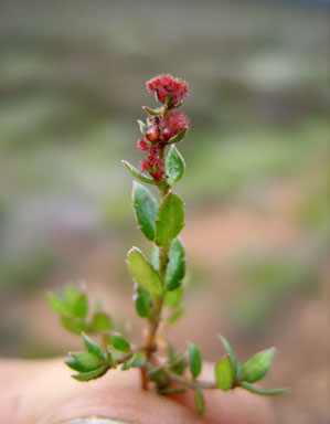 APII jpeg image of Gonocarpus serpyllifolius  © contact APII