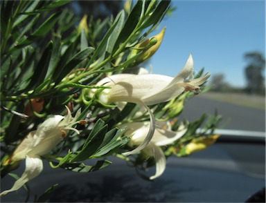 APII jpeg image of Eremophila maculata subsp. maculata  © contact APII