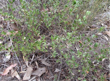APII jpeg image of Dodonaea viscosa subsp. cuneata  © contact APII