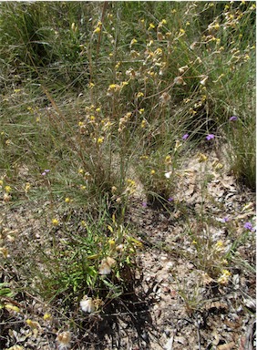 APII jpeg image of Podolepis arachnoidea  © contact APII