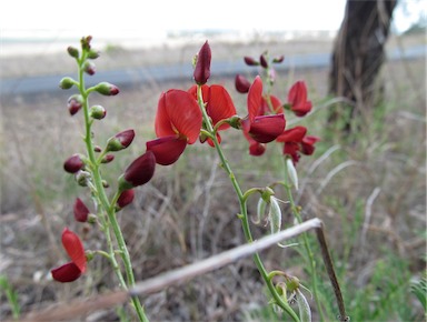 APII jpeg image of Swainsona  © contact APII