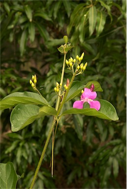 APII jpeg image of Saritaea magnifica  © contact APII