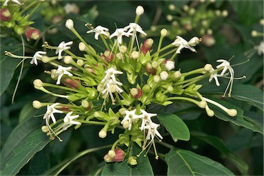 APII jpeg image of Clerodendrum longiflorum  © contact APII