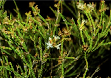 APII jpeg image of Melaleuca foliolosa  © contact APII