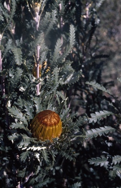 APII jpeg image of Banksia formosa  © contact APII
