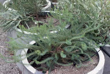 APII jpeg image of Banksia nutans  © contact APII