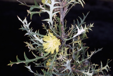 APII jpeg image of Banksia purdieana  © contact APII