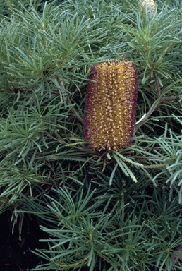 APII jpeg image of Banksia spinulosa 'A'flora Birthday Candles'  © contact APII