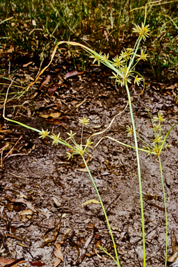 APII jpeg image of Cyperus fulvus  © contact APII