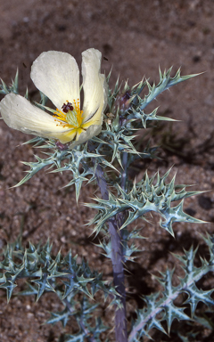 APII jpeg image of Argemone ochroleuca subsp. ochroleuca  © contact APII