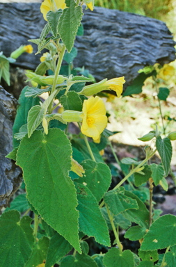 APII jpeg image of Abutilon tubulosum  © contact APII