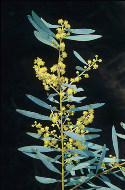 APII jpeg image of Acacia decora  © contact APII