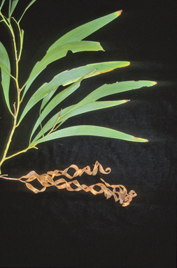 APII jpeg image of Acacia implexa  © contact APII