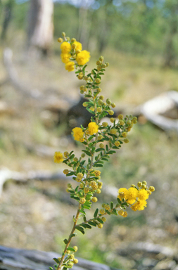 APII jpeg image of Acacia resinicostata  © contact APII