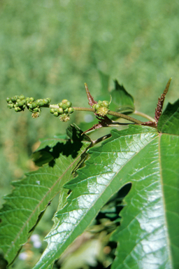 APII jpeg image of Adriana tomentosa var. tomentosa  © contact APII