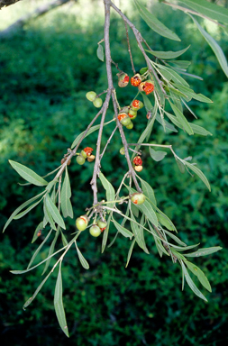 APII jpeg image of Alectryon diversifolius  © contact APII