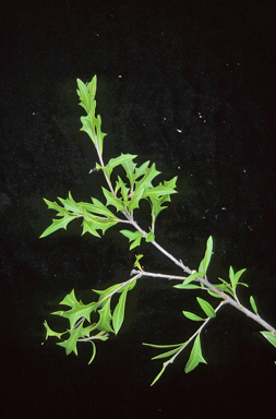 APII jpeg image of Alectryon diversifolius  © contact APII