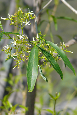 APII jpeg image of Alstonia constricta  © contact APII