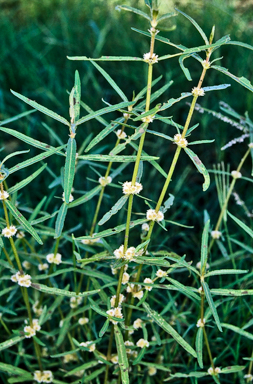 APII jpeg image of Alternanthera denticulata  © contact APII