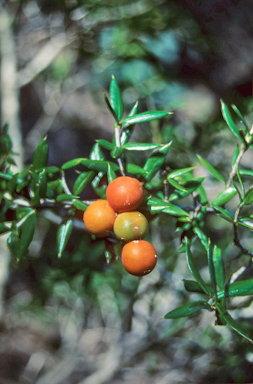 APII jpeg image of Alyxia oblongata  © contact APII