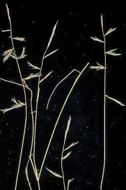 APII jpeg image of Aristida jerichoensis var. subspinulifera  © contact APII