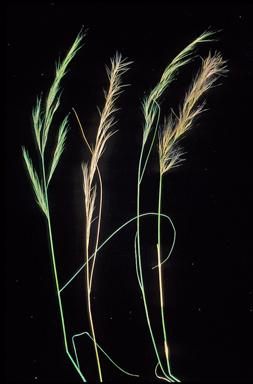 APII jpeg image of Aristida ramosa  © contact APII