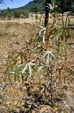 APII jpeg image of Brachychiton rupestris  © contact APII