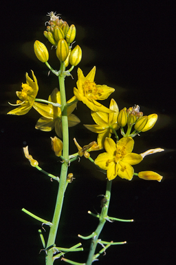 APII jpeg image of Bulbine glauca  © contact APII