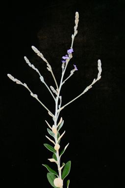 APII jpeg image of Dampiera discolor  © contact APII