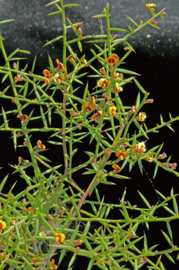 APII jpeg image of Daviesia ulicifolia subsp. Stenophylla  © contact APII