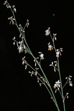 APII jpeg image of Dianella longifolia  © contact APII