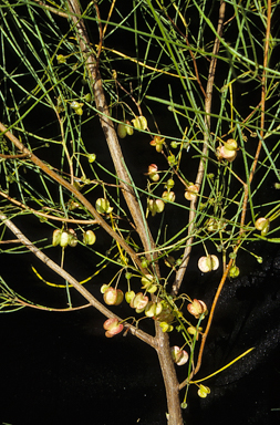 APII jpeg image of Dodonaea filifolia  © contact APII