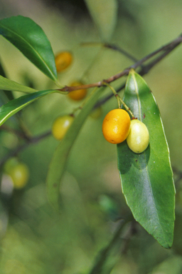 APII jpeg image of Elaeodendron australe var. integrifolium  © contact APII