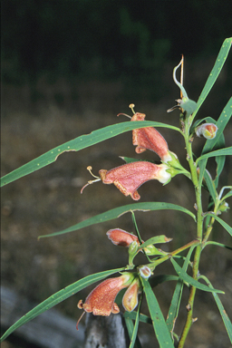 APII jpeg image of Eremophila longifolia  © contact APII