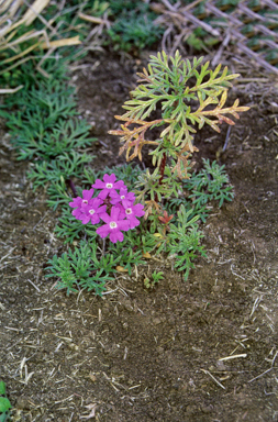 APII jpeg image of Glandularia aristigera  © contact APII