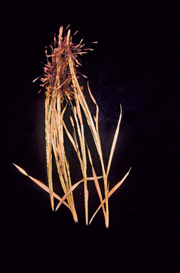 APII jpeg image of Heteropogon contortus  © contact APII