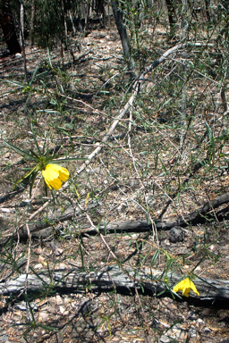 APII jpeg image of Hibiscus heterophyllus  © contact APII