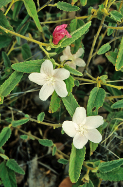 APII jpeg image of Hibiscus sturtii var. sturtii  © contact APII
