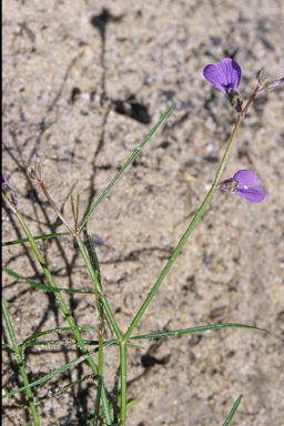 APII jpeg image of Hybanthus monopetalus  © contact APII