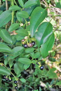 APII jpeg image of Jasminum simplicifolium subsp. australiense  © contact APII